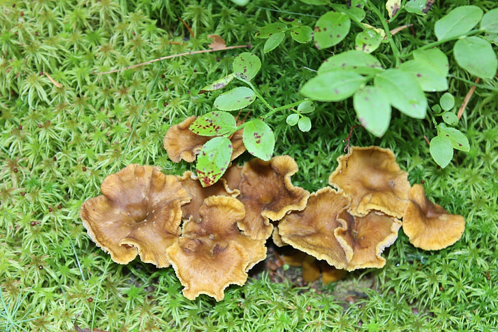 mushroom, chanterelle, forest, autumn