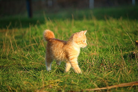 cat, kitten, cat baby, young cat, red cat, domestic cat, grass