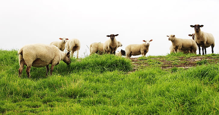 moutons, animal de compagnie, bétail, agneau, ferme, pâturage, ruminant