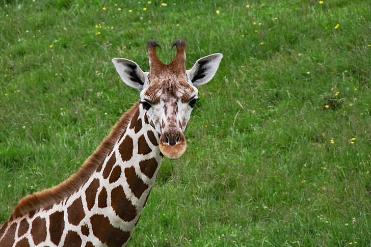Baby giraff, lång hals, giraff, djur, däggdjur, vilda djur, Afrika