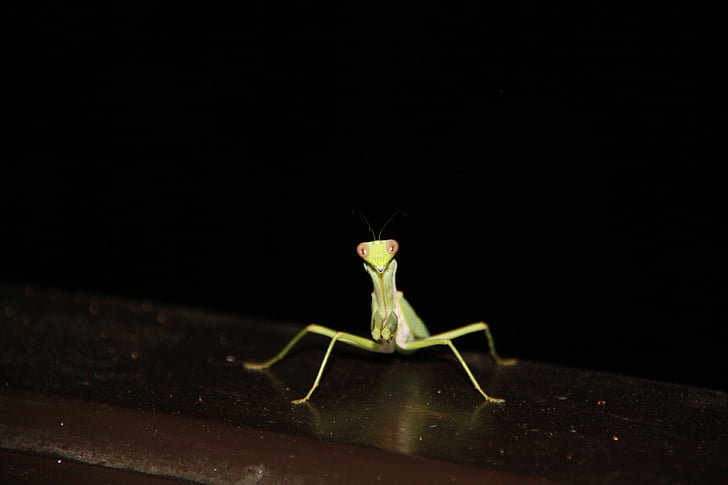 inseto, à noite, verde