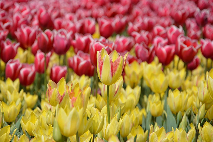tulipány, květ, Příroda, jaro, sedmikráska, makro, jarní květiny