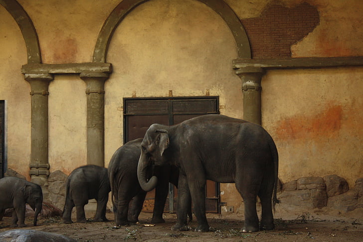 Parque zoológico de Cuba de tintura de Hagen, Parque zoológico, Hagenbeck, Hamburgo, elefante, mundo animal, animales de zoológico