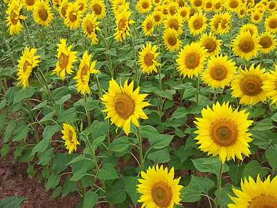 sunflower, sunflowers, girasol, girasoles, field, flower, bloom