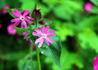 wild plant, carnation family, red campion, campion, flower, plant, blossom