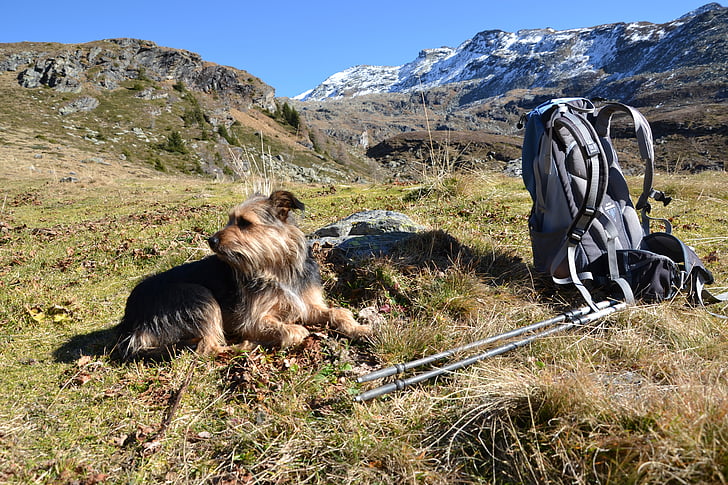 senderismo, perro, mochila, montañas, naturaleza, paisaje, amigo