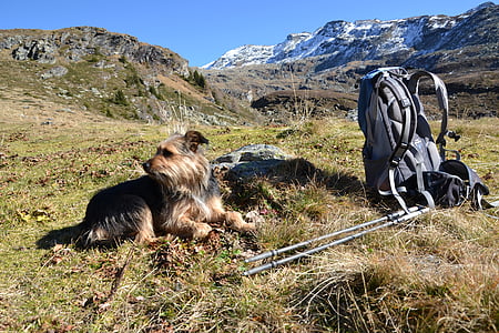 hiking, dog, backpack, mountains, nature, landscape, friend