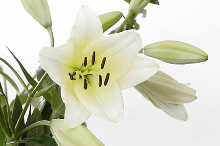 lily, blossom, bloom, flower, white, green, close