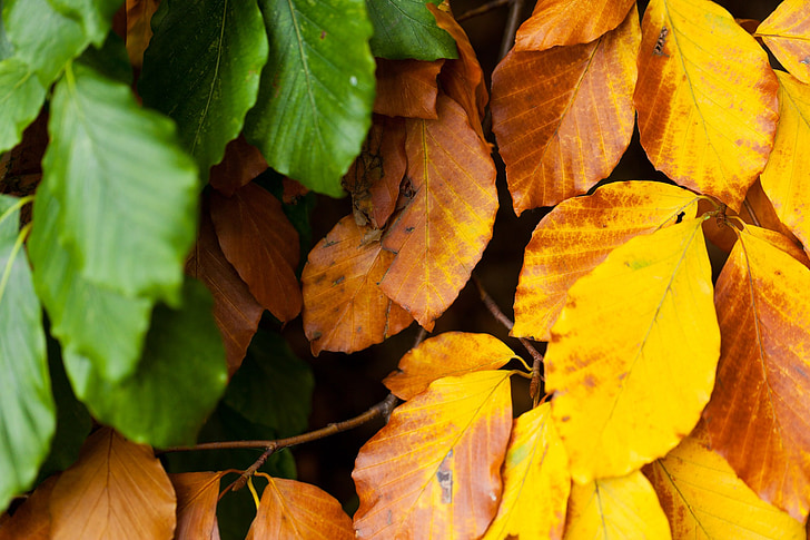 efterår, bøg, blade, gren, brun, farve, farverige