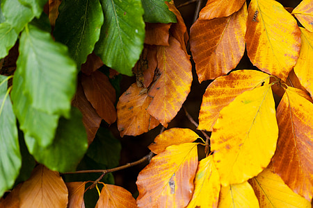 podzim, buk, listy, větev, hnědá, Barva, barevné