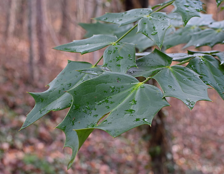Holly listi, pozimi, dežne kaplje, januarja, grm, okrasne, narave