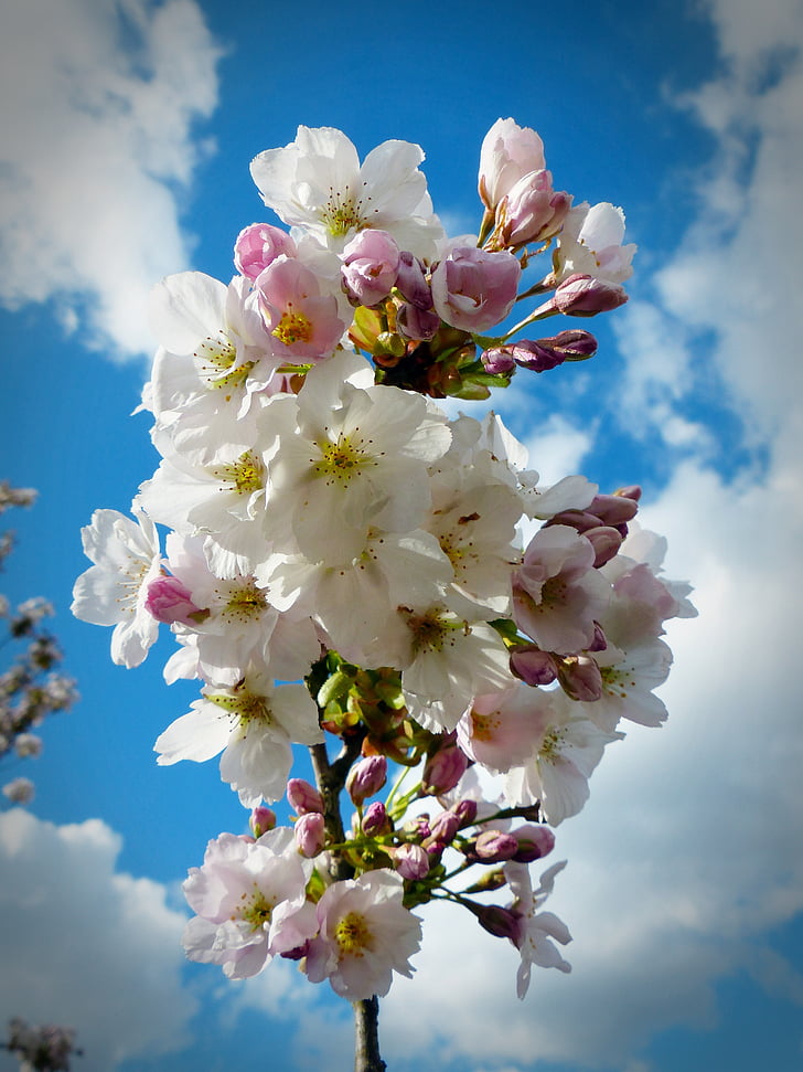 cirera de columna, cel, cirerers japonès, flor, flor, cirera ornamental, cirera japonesa amb flors