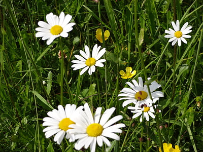daisies, flower, meadow, spring