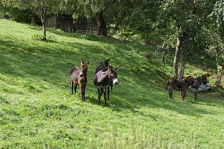 animals, donkey, nature