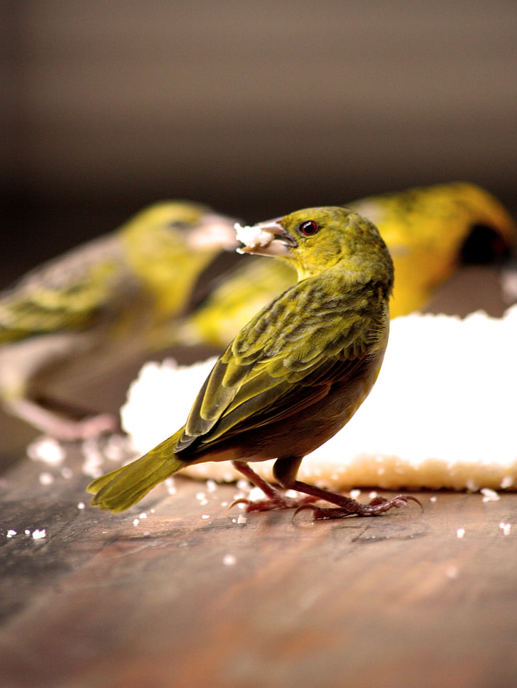 con chim, cho ăn, xem chim, nguồn cấp dữ liệu, Thiên nhiên, động vật, thực phẩm