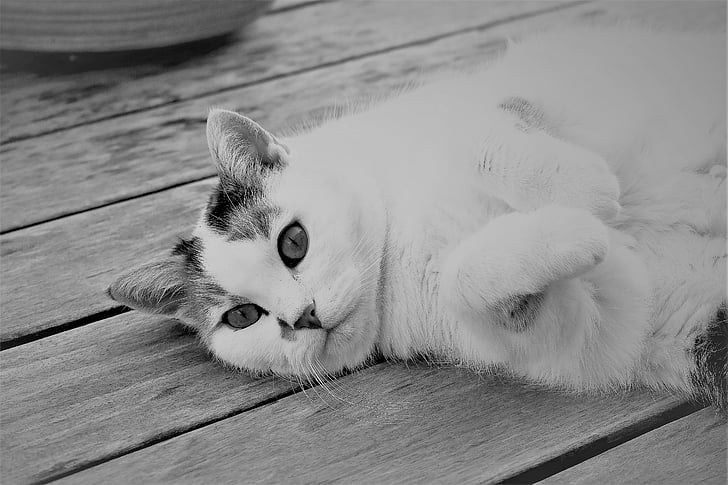 kočka, bílá, zvíře, domácí zvíře, kočičí oči, kočičí obličej, Cat portrét