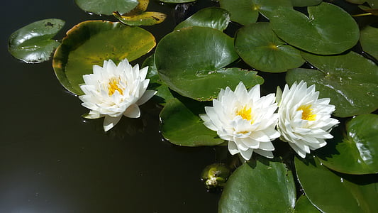 water lily, waterplanten, vijvers