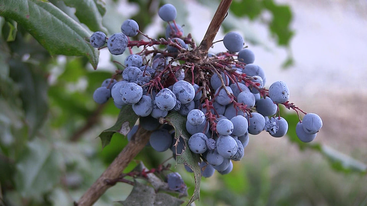 синие ягоды, дикие растения, Лэнгли, Канада