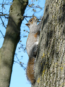 de eekhoorn, natuur, boom