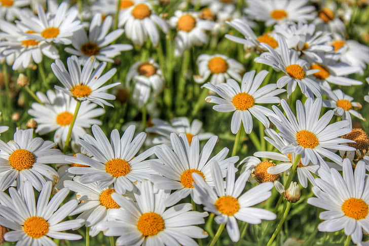 flowers, daisy, garden, nature, plant, blossom, floral