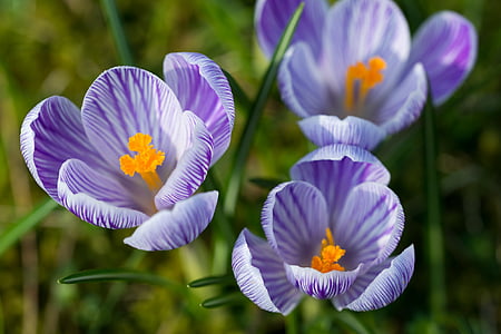 Crocus, Blossom, Bloom, kevään, kukka, Kevät kukka, violetti