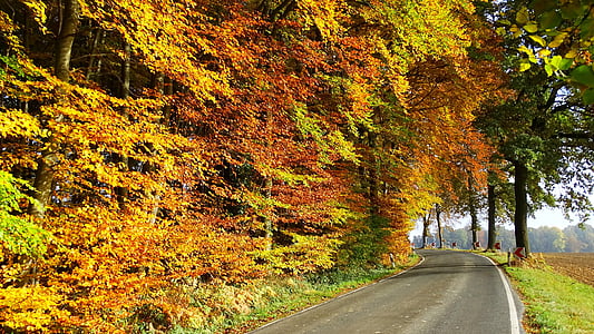 Herbst, Wald, Natur, Bäume, Blätter, Herbstlaub, Oktober