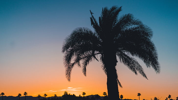 palm, trees, nature, plants, sky, clouds, sunset
