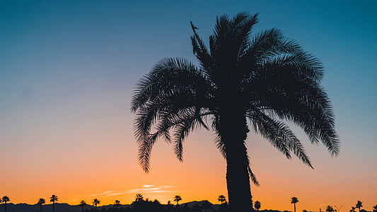 palm, trees, nature, plants, sky, clouds, sunset