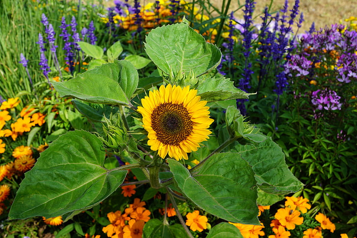 Sun flower, blomst, gul, sommer, plante