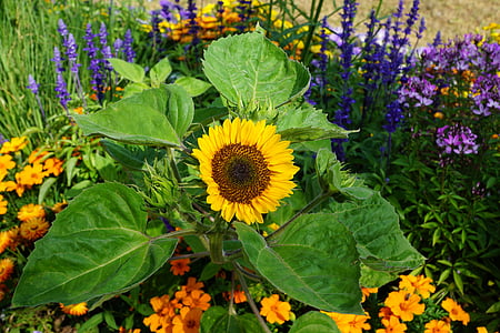 太阳花, 花, 黄色, 夏季, 植物