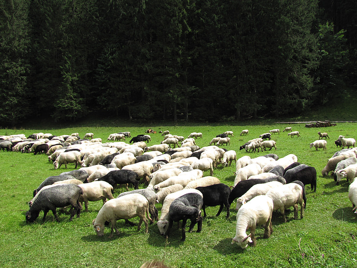 Tatry, montanhas, Polônia, cabras, ovelhas