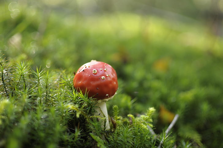 mushroom, fly agaric, forest, nature, red fly agaric mushroom, toxic, moss fliegenpilz