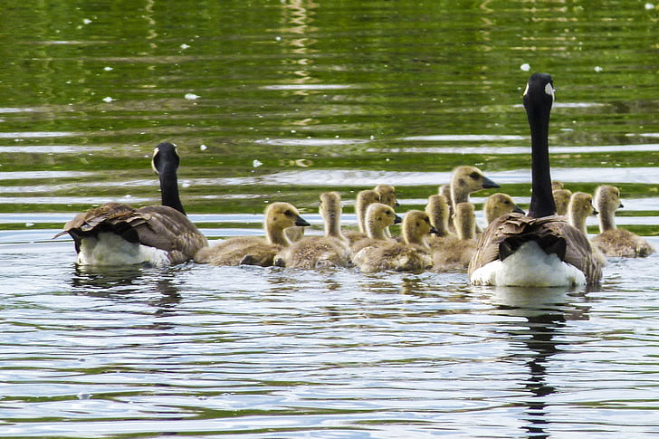 canada goose, chicks, young geese, nature, wildlife, goslings, baby