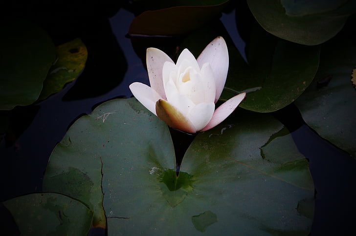 Лили, цветок, озеро, Водяная лилия, Природа, пруд, Lotus Лилия