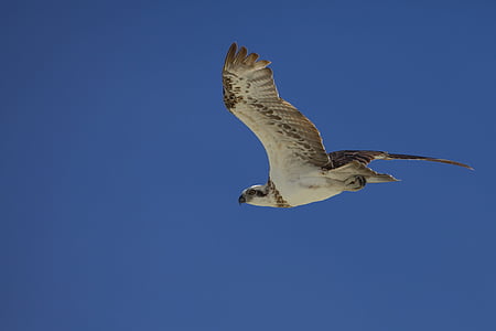 bird, osprey, indonesia, halmahera, widi islands, blue sky, flight