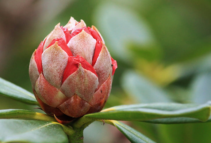 Rhododendron, Bud, õis, Bloom, taim, loodus, kevadel