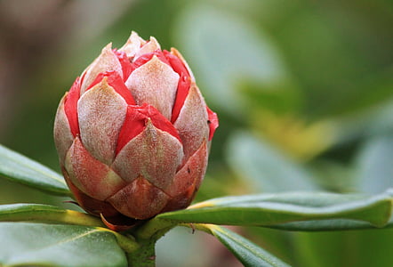 Rhododendron, Bud, cvet, cvet, rastlin, narave, pomlad