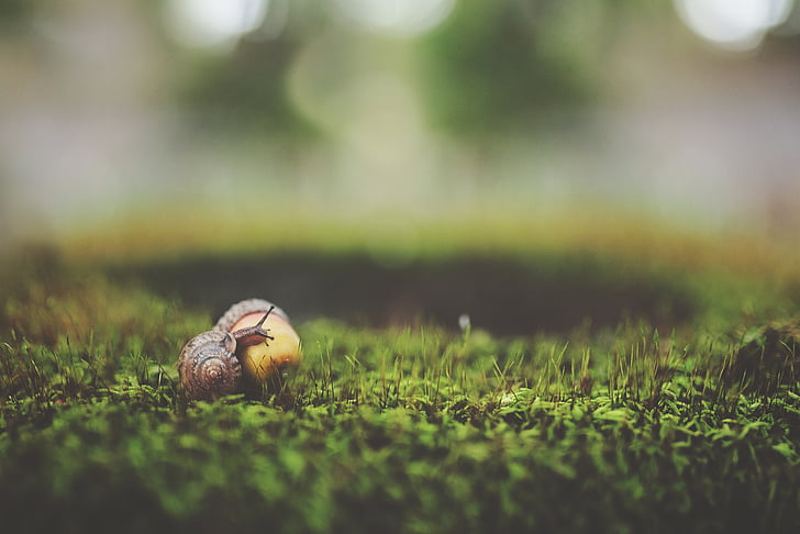 acorn, blur, close-up, field, focus, grass, macro
