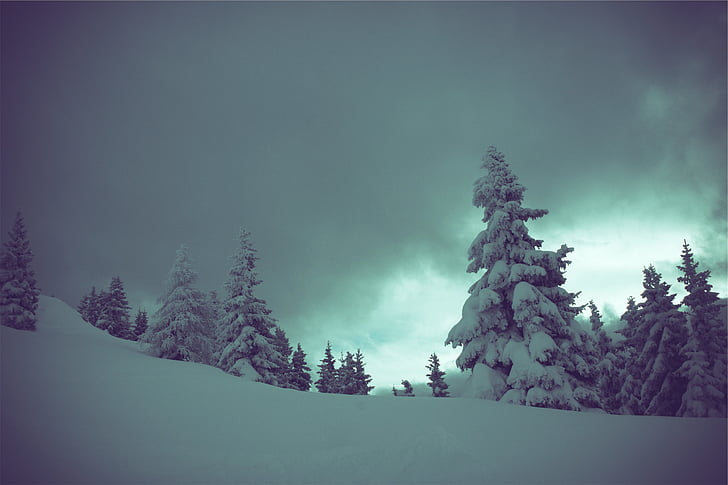 pine, trees, winter, snow, dark, cloudy, tree