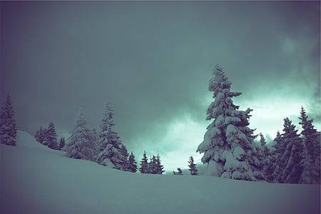 소나무, 나무, 겨울, 눈, 어두운, 흐림, 트리