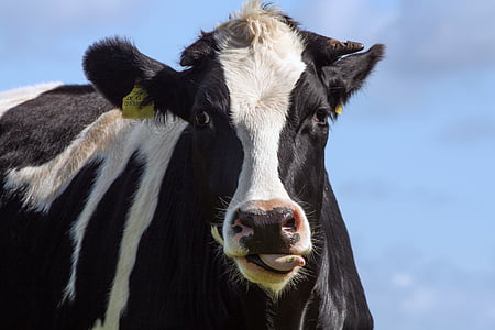 thịt bò, Bull, động vật, chăn nuôi, ruminant, gia súc, màu đen và trắng