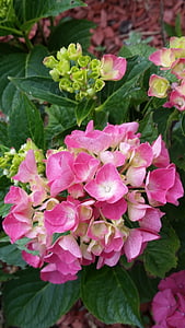 Hortensia, flor, flor, floración, planta, naturaleza, rosa