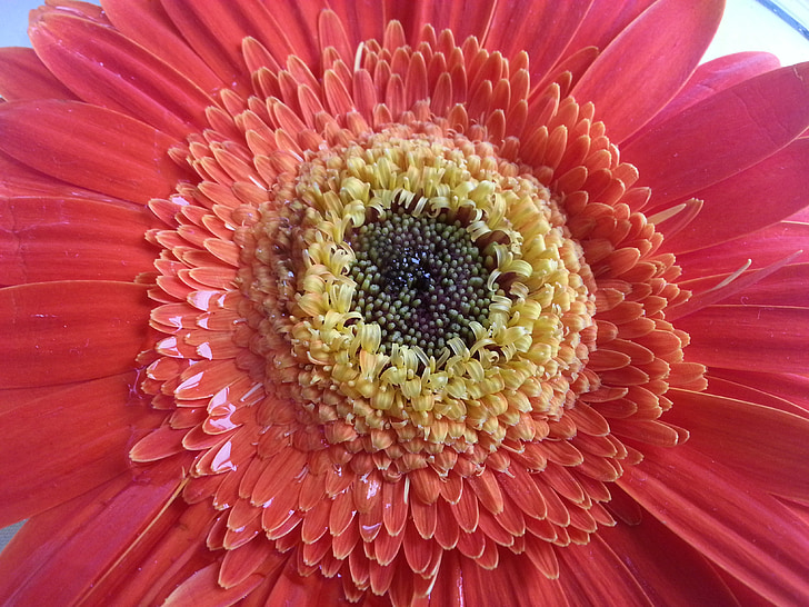 flower, flowers, spring, plant, nature