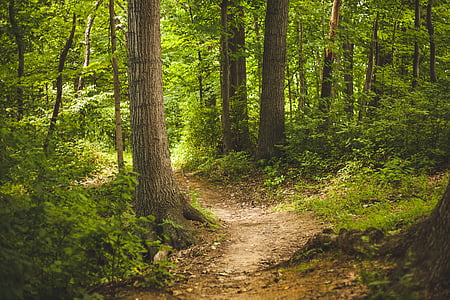 forest, nature, outdoors, path, trees, woods, tree