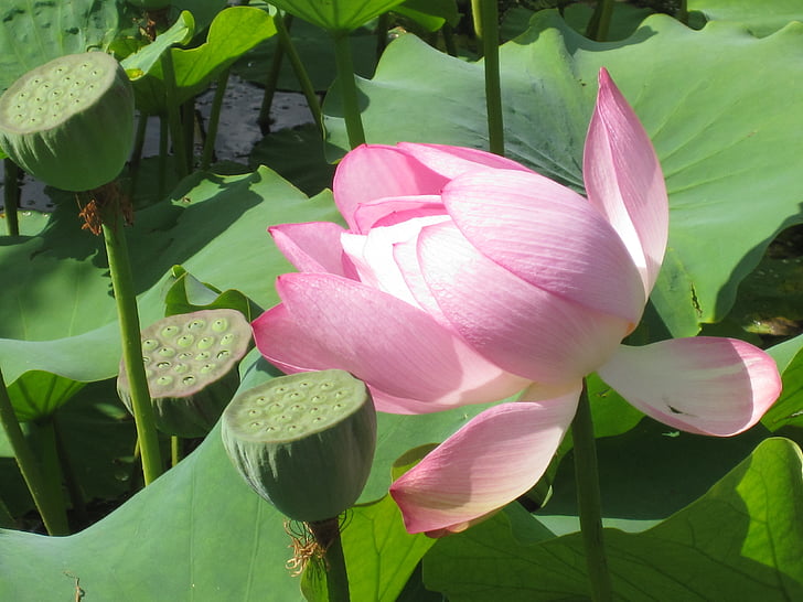 závod, Bloom, voda, vodní, Flora, kvetoucí