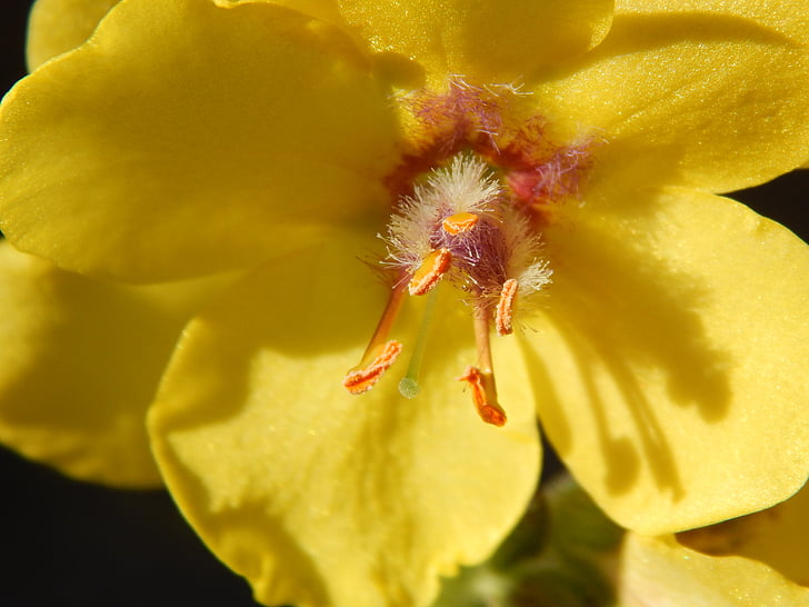 blomma, gul, gul blomma, makro