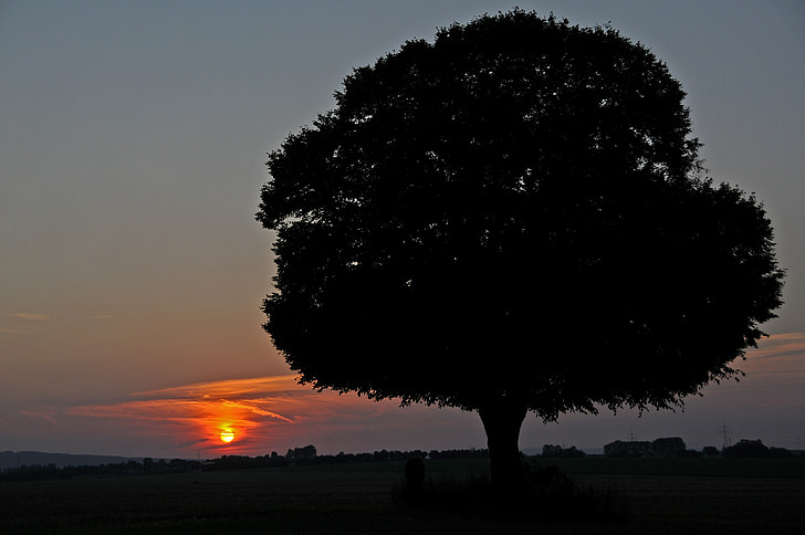 tramonto, sole, albero, Abendstimmung, sole di regolazione, storia d'amore