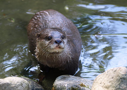 otter, swimmer, nature, animals, water, wet, fur