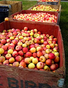 pommes, fruits, moisson, frais, naturel, pomme, alimentaire