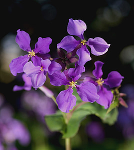 pipirnės, orychophragmus violaceus, gėlė, žiedų, žydėti, violetinė, violetinė